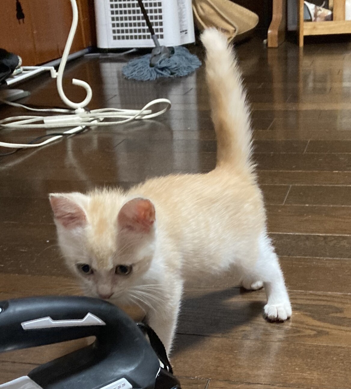 終生飼える方求む サムネイル2
