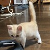 終生飼える方求む サムネイル2