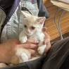 終生飼える方求む サムネイル3