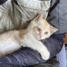終生飼える方求む サムネイル4