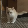 終生飼える方求む サムネイル5