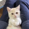 終生飼える方求む サムネイル6