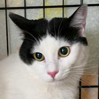 とっても内弁慶な男の子☆黒シロ猫のピーナッツ君！