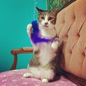 おしゃべり好きで甘えん坊。成猫でも小さな女の子。