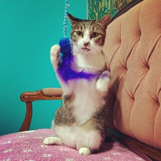 おしゃべり好きで甘えん坊。成猫でも小さな女の子。