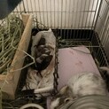 7/17生まれのデグーの赤ちゃん