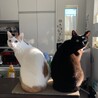 ここたこ