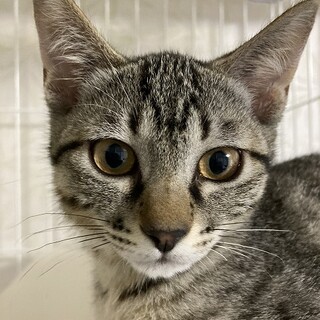 キジトラ３姉妹☆可愛い♪銀ちゃん3ヶ月