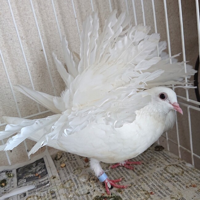 NOЁL Hのカバー写真