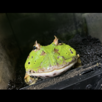 ツノガエル君