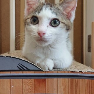 人馴れ抜群 イケメン男子　たろうくん　生後3か月