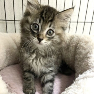 【7/24東銀座】たれめちゃん2ヶ月♪