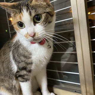 人懐っこい三毛猫ちゃん