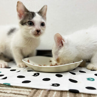 【３ヶ月】雨の中で鳴いていた甘えん坊