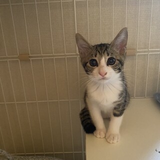 人馴れ抜群5月9日生まれの男の子