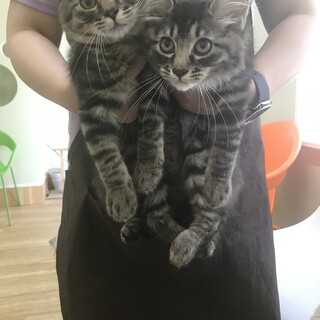 ミヌエット風　長毛のﾆｬﾝｺ ココくんとリコちゃん