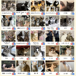 みなとねこ保護猫譲渡会@芝浦(JR田町駅徒歩7分) サムネイル2