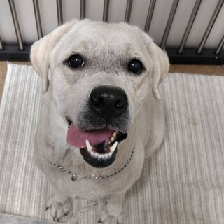 ラブラドールレトリバーのポコちゃん