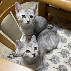 みなとねこ保護猫譲渡会@芝浦(JR田町駅徒歩7分) サムネイル3