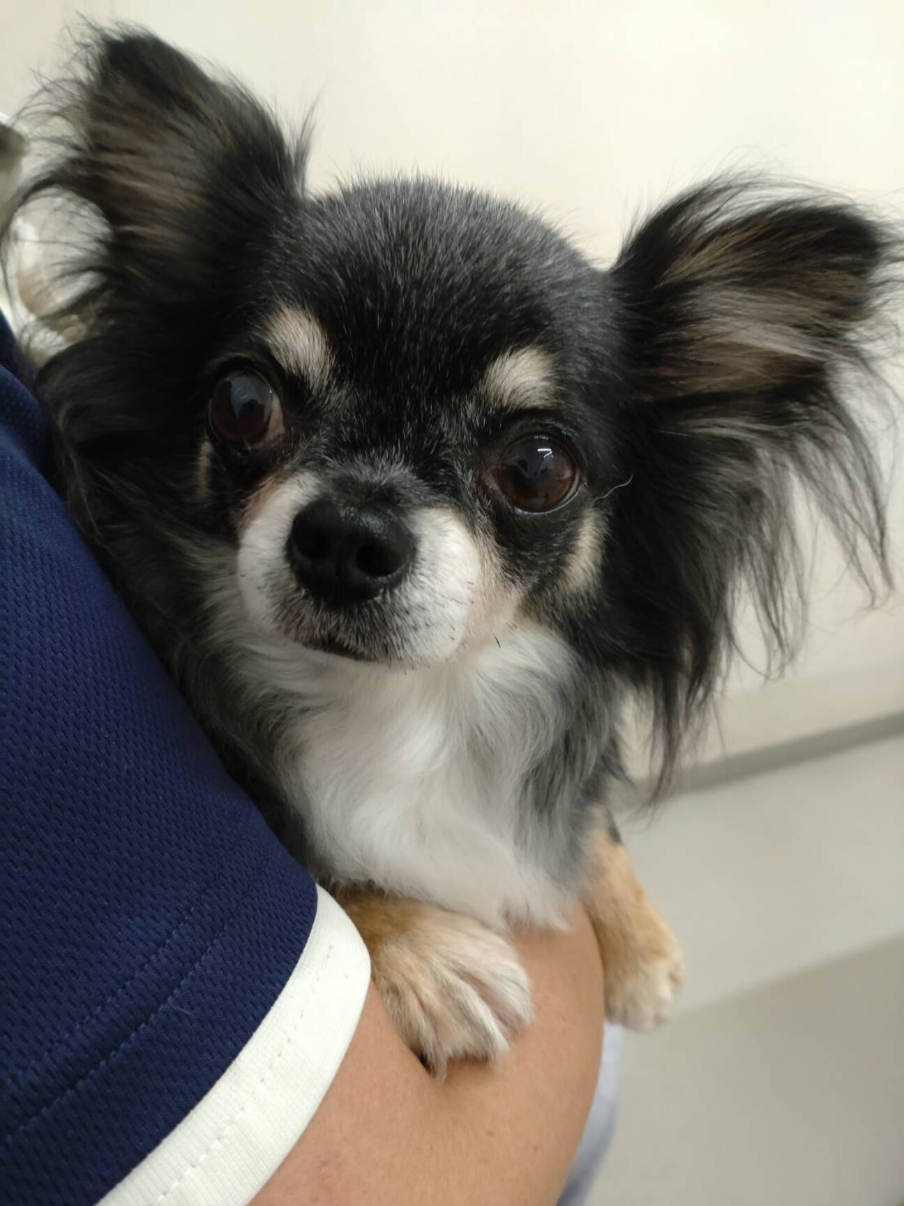 チワワのチャオちゃん」広島県 - 犬の里親募集(422657) :: ペットの