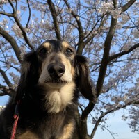 チョコ