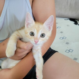 美猫★激慣れ子猫　里親募集