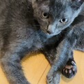 何にでも興味をもつ黒猫オス【3ヶ月子猫】