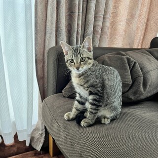 オスのキジトラ子猫 里親さん募集