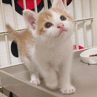 やばいくらいの可愛さです(^^)