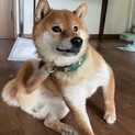 とっても賢く人懐っこい柴犬の男の子