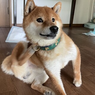 とっても賢く人懐っこい柴犬の男の子