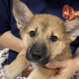 【応募多数一時停止】立ち耳と綺麗なお目々が可愛い