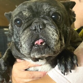 22-W473　元気いっぱいブヒ子さん♪