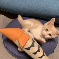 しゃけ
