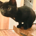 避暑地で生まれた黒猫「はらしろくん」