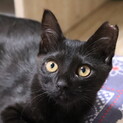 ちょっぴりシャイな黒猫ちゃん！3ヶ月のむー♀