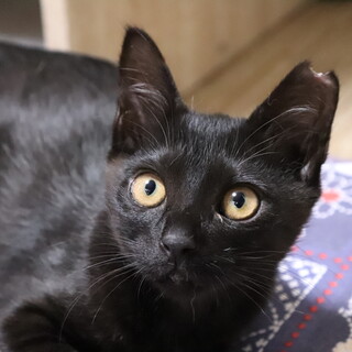 ちょっぴりシャイな黒猫ちゃん！3ヶ月のむー♀