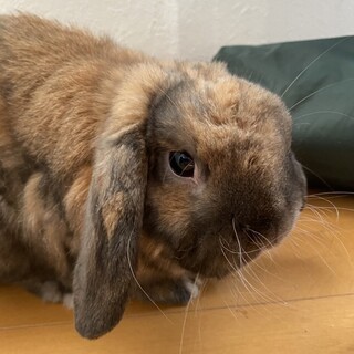 ホーランドロップイヤー