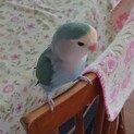 コザクラインコの保護鳥の里親募集しています。