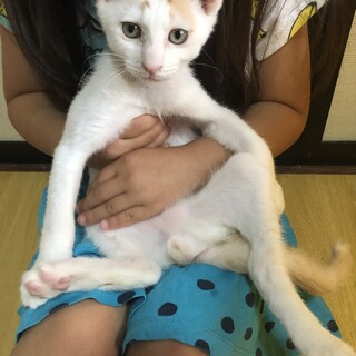とってもイケメンの美猫ちゃん⭐︎