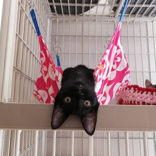 すっかりゴロゴロにゃんこです❤️兄弟ペア譲渡希望