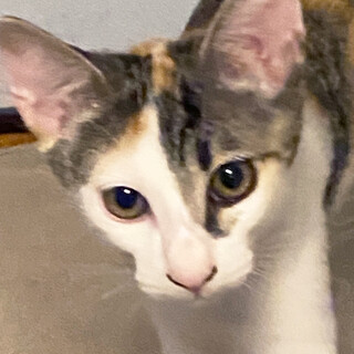 品のある顔立ちが魅力的なゴロゴロ三毛の女の子