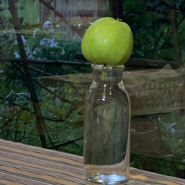 袋掛けで失敗して取れたリンゴの実を水栽培にしてみた(*´ω`*)