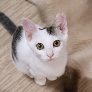 トライアル決定★お転婆娘な女の子！うーちゃん♀