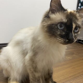 ラグドールぽい女の子