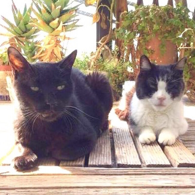 アメリバーバラのカバー写真