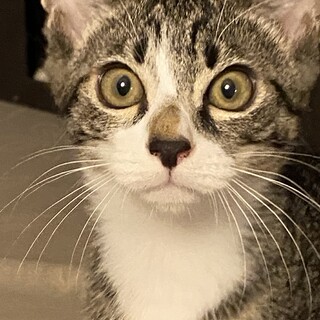 ホワイトソックスを履いた甘えん坊♡キジトラの♂