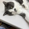 の写真