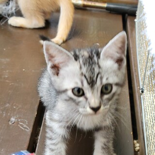 美猫★ツンデレ子猫　里親募集