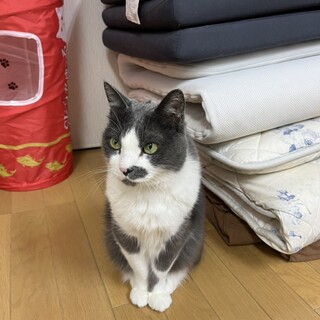 人懐っこく賢い猫です
